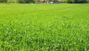 Fosfoabono Inorgánico