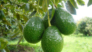 Fosfoenmienda Inorgánica