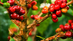 Fosfoabono Organomineral