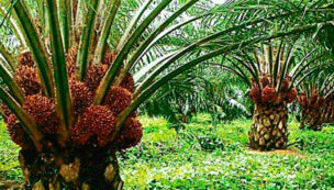 Fosfoabono Organomineral